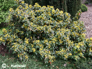 Mahonia aquifolium 'Smaragd'